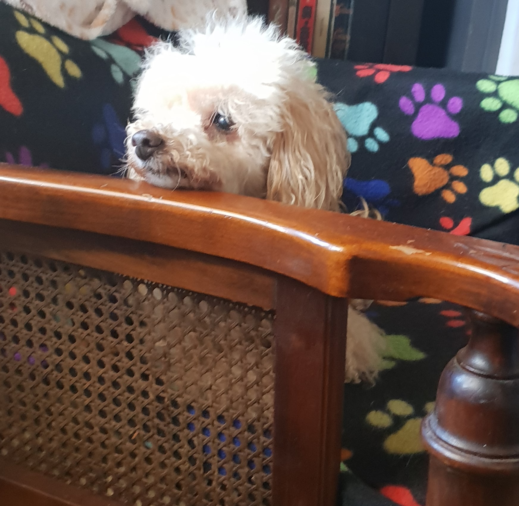 Canine Heaven On Earth Welcome To Petcos Dog Hotel - i4dankh